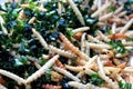 Fried bamboo worms with herb placed on the stall for sale Royalty Free Stock Photo