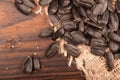 Fried black sunflower seeds scattered on the table, close-up, selective focus Royalty Free Stock Photo