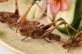 Fried Bombay Locust. (Patanga succincta Linn.) Royalty Free Stock Photo