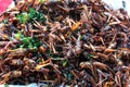 Fried bombay locusts with herb placed on the stall for sale Royalty Free Stock Photo