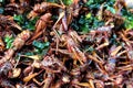 Fried bombay locusts with herb placed on the stall for sale Royalty Free Stock Photo