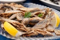 Fried Bulgarian Trachurus Royalty Free Stock Photo