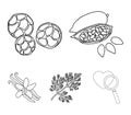 Fried cacao beans, dill, black pepper, vanilla.Herbs and spices set collection icons in outline style vector symbol