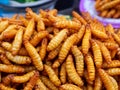 Fried chrysalis, fried silk worms, fried grasshoppers, crispy, fragrant, creamy, delicious, sold well in street stalls Royalty Free Stock Photo