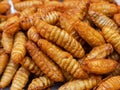 Fried chrysalis, fried silk worms, fried grasshoppers, crispy, fragrant, creamy, delicious, sold well in street stalls Royalty Free Stock Photo