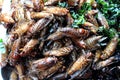 Fried Cicadas with herb placed on the stall for sale Royalty Free Stock Photo