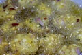 Fried cook of Batate Vade, Batate Vadey, Fried Dhal Beans Cake or Kuih Vadey closeup. Indian traditional food