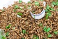 Fried cricket. Royalty Free Stock Photo
