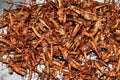 Fried crickets Royalty Free Stock Photo