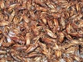 Fried crickets at food market in thailand Royalty Free Stock Photo