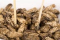 Fried crickets insects Royalty Free Stock Photo