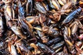 Fried crickets placed on the stall for sale Royalty Free Stock Photo
