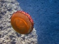 Fried Egg Jellyfish