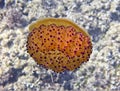 Fried Egg Jellyfish