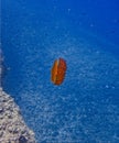 Fried Egg Jellyfish