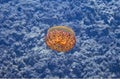 Fried Egg Jellyfish