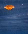 Fried Egg Jellyfish