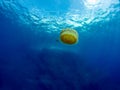 Fried Egg Jellyfish Phacellophora camtschatica Royalty Free Stock Photo