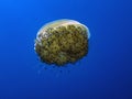 Fried Egg Jellyfish Phacellophora camtschatica Royalty Free Stock Photo