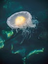 Fried Egg Jellyfish (Phacellophora camtschatica)