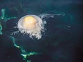 Fried Egg Jellyfish (Phacellophora camtschatica)