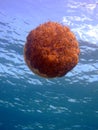 Fried Egg Jellyfish underwater near the Surface at Cirkewwa Malta whilst Scuba Diving Royalty Free Stock Photo