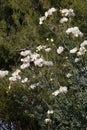 California Wildflowers Series - Matilija Poppy - Romneya coulteri Royalty Free Stock Photo