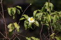 Fried Egg Tree or Oncoba spinosa Forssk