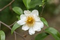 Fried Egg Tree or Oncoba spinosa Forssk