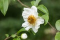 Fried Egg Tree or Oncoba spinosa Forssk