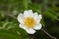 Fried Egg Tree or Oncoba spinosa Forssk