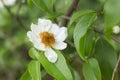 Fried Egg Tree or Oncoba spinosa Forssk