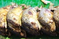 Fried fish put on green banana leaves.