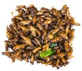 Fried grasshopper, fried insect, Thai food