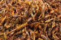 Fried grasshopper Insects is a high-protein, high-energy, good-tasting, delicious street food in Thailand