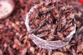 Fried Grasshoppers Chapulines in Oaxaca, Mexico