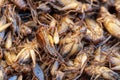 Fried insects, Bugs fried on Street food.selective focus Royalty Free Stock Photo