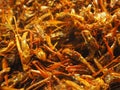 Fried Insects,Deep fried insects Royalty Free Stock Photo