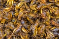 Fried insects Food at the street food market. Royalty Free Stock Photo
