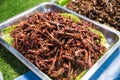 Fried Insects - locusts and grasshoppers on a vendor stall Royalty Free Stock Photo