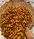 Fried insects, protein food, street food, snacks, grasshoppers, worms, quick water,