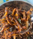 Fried insects, protein food, street food, snacks, grasshoppers, worms, quick water