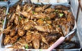 Fried Insects