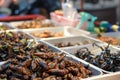 Fried insects in the streets of Bangkok, Thailand Royalty Free Stock Photo