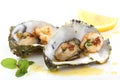 Fried oysters and prawns in a shell isolated on wh Royalty Free Stock Photo