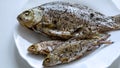 Fried river fish on white plate Royalty Free Stock Photo