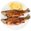 Fried river trout fish on white background Royalty Free Stock Photo
