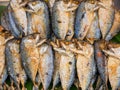 Fried shortbodied mackerel fish Royalty Free Stock Photo