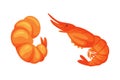 Fried Shrimp or Prawn as Traditional Thai Food or Snack Vector Set