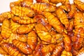 Fried silk worm Royalty Free Stock Photo